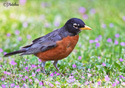 Turdus migratorius